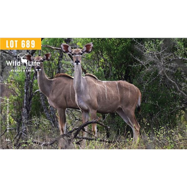 0.1 Mature Exposed Kudu