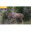 Image 1 : 0.1 Mature Exposed Kudu