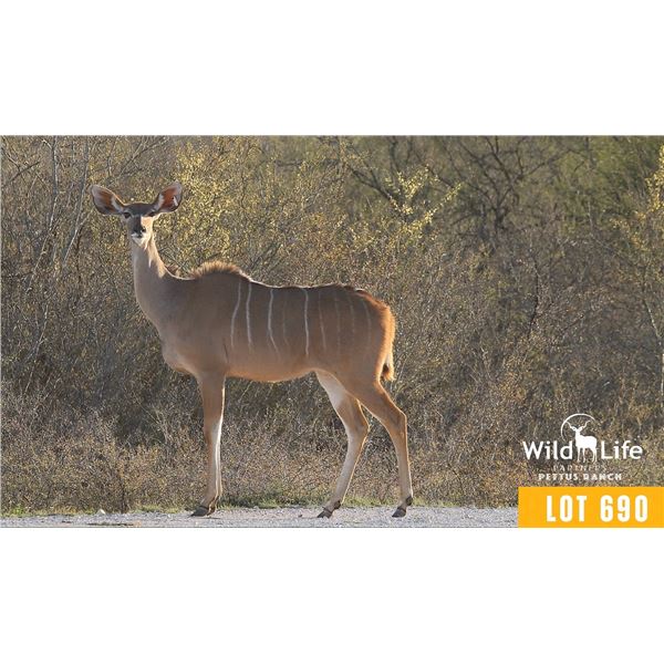 0.1 Mature Exposed Kudu