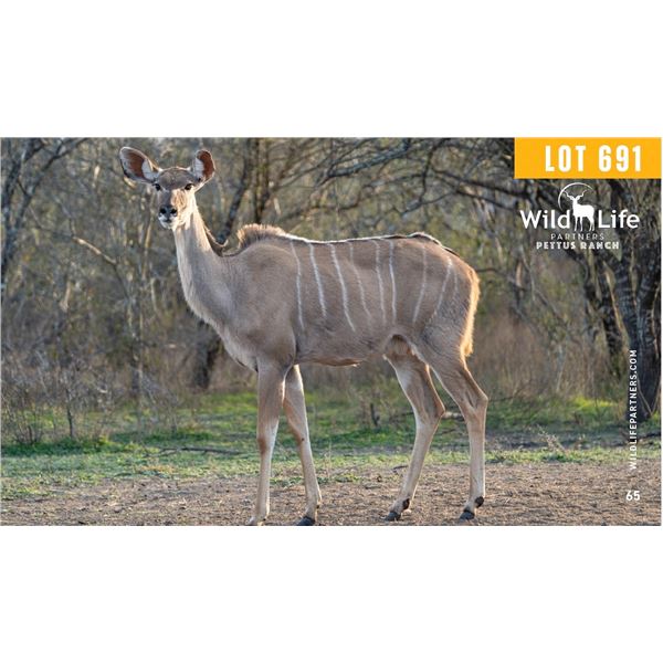 0.1 Mature Exposed Kudu