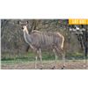 Image 1 : 0.1 Mature Exposed Kudu