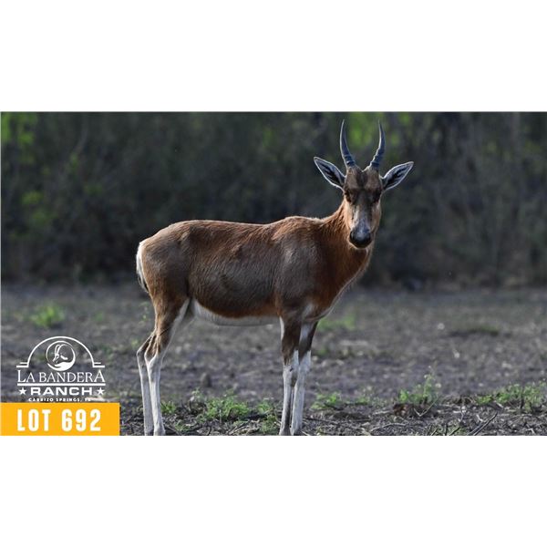 0.2 Blesbok Yearling Blesbok