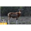 Image 1 : 0.2 Blesbok Yearling Blesbok