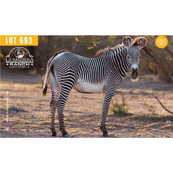 0.1 Yearling Grevy's Zebra