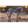 Image 1 : 0.1 Yearling Grevy's Zebra