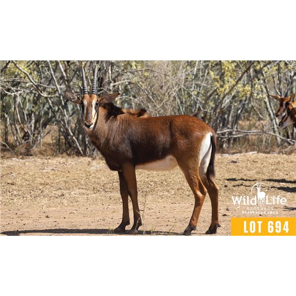 0.1 Yearling Sable