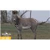 Image 1 : 0.1 Yearling Grevy's Zebra
