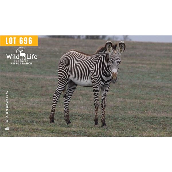 0.1 Yearling Grevy's Zebra