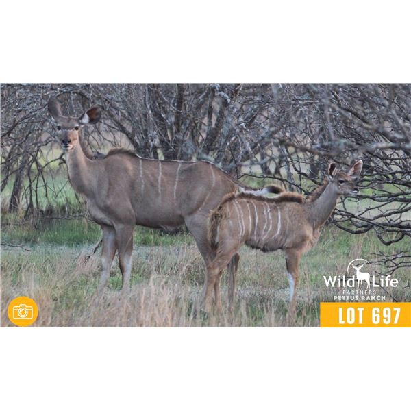 0.1 Mature Kudu w/ Female Calf Sired by Vortex.