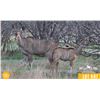 Image 1 : 0.1 Mature Kudu w/ Female Calf Sired by Vortex.