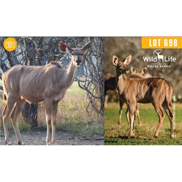 0.1 Mature Kudu w/ Female Calf Sired by Vortex.