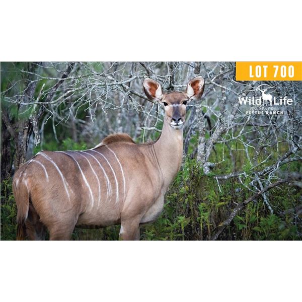 0.1 Mature Exposed Kudu