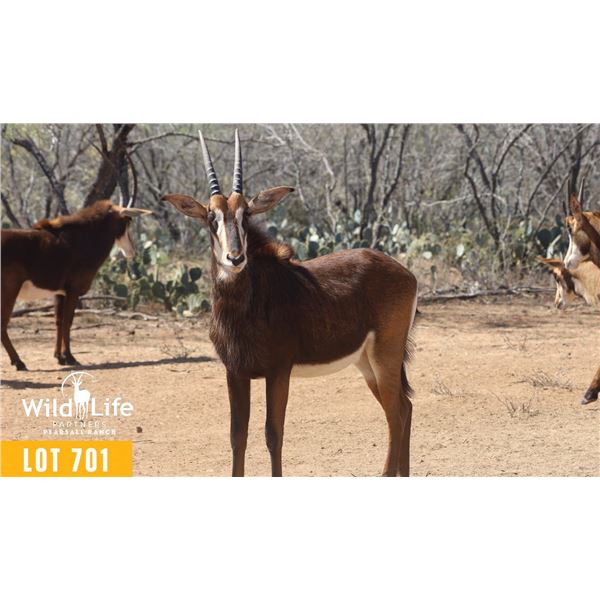 0.1 Yearling Sable