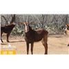 Image 1 : 0.1 Yearling Sable