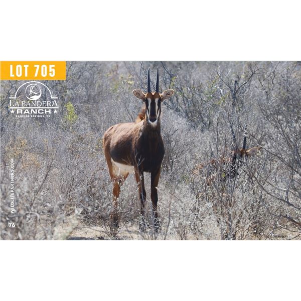 0.1 Yearling Sable