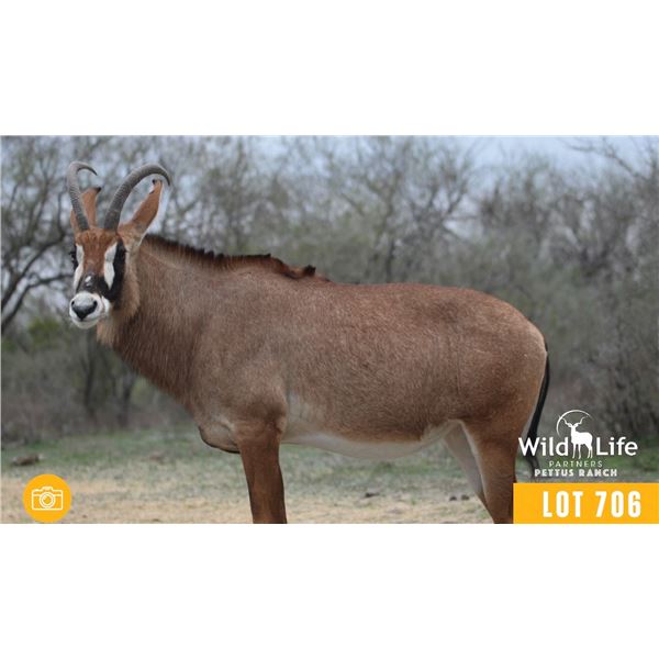 0.1 Mature Exposed Roan