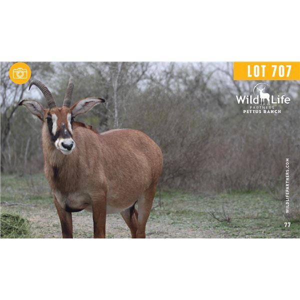 0.1 Mature Exposed Roan