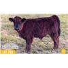 Image 1 : 1.0 Mini Highpark Calf
