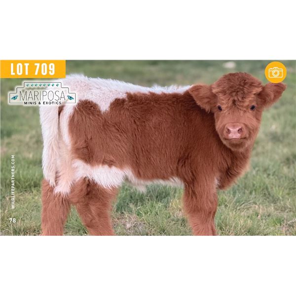 0.1 Mini Highpark Calf