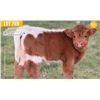 Image 1 : 0.1 Mini Highpark Calf