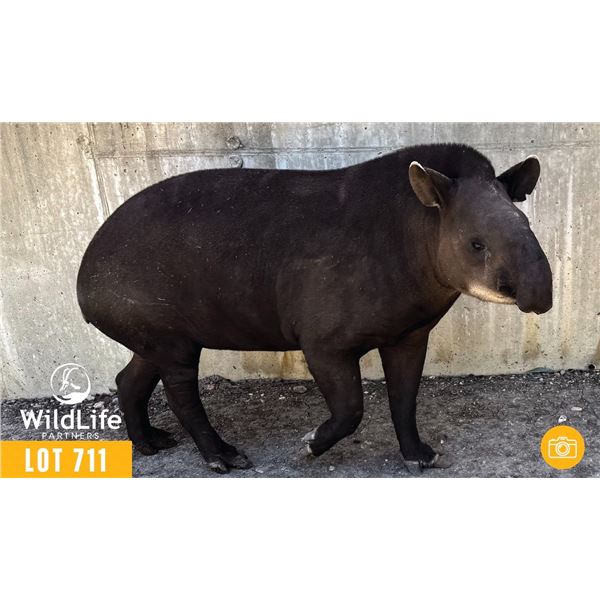 0.1 Mature Female Tapir