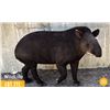 Image 1 : 0.1 Mature Female Tapir