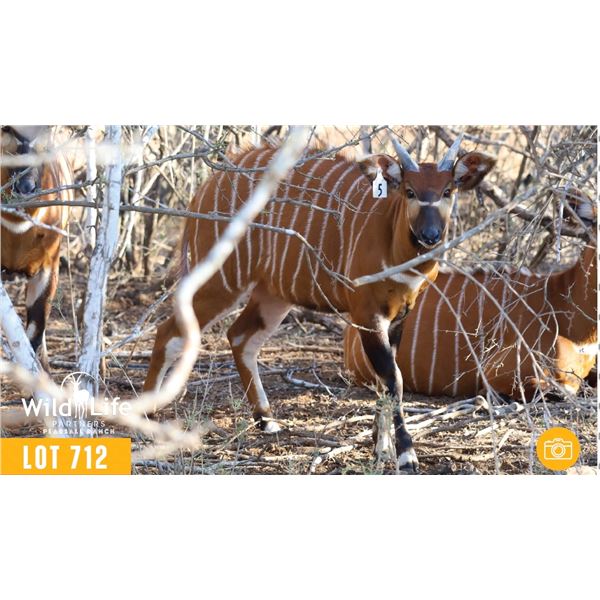 1.0 Yearling Bongo
