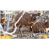 Image 1 : 1.0 Yearling Bongo
