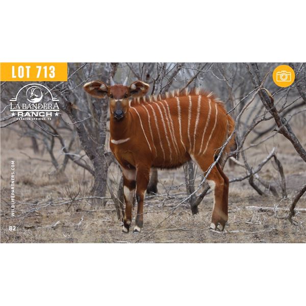 0.1 Yearling Bongo