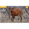 Image 1 : 0.1 Yearling Bongo