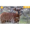 Image 1 : 0.1 Yearling Bongo Sired by Rocco