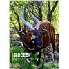 Image 2 : 0.1 Yearling Bongo Sired by Rocco