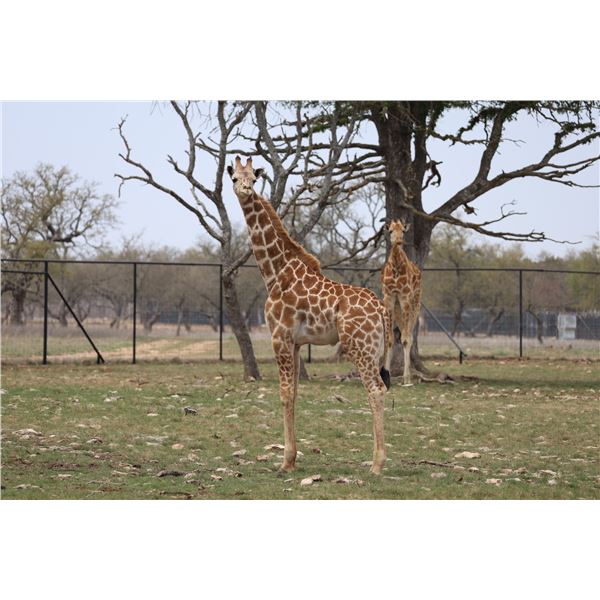 1.0 Giraffe Born 9/28/2024