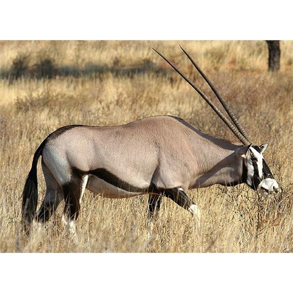 MAKADI SAFARIS - 5 Day Plains Game Hunt for 2 Hunters and 2 Observers in Namibia for Gemsbok