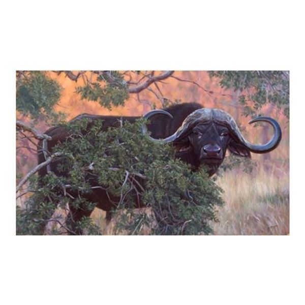 JOHN BANOVICH - "Black Gold" Signed / Framed Cape Buffalo Print