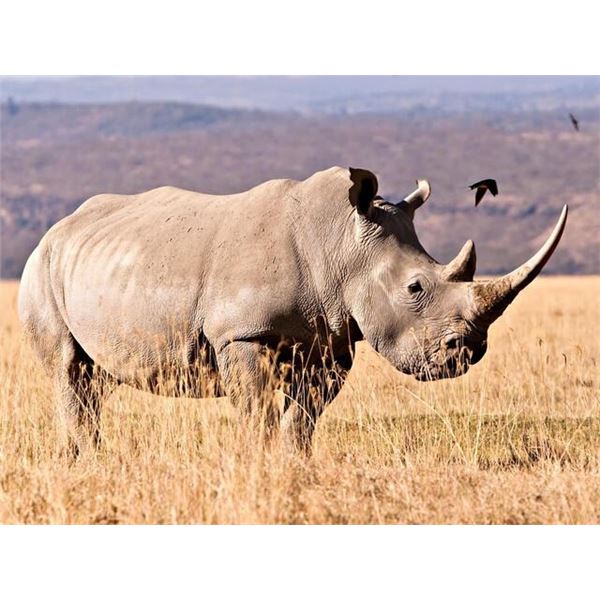 LIMPOPO BIG GAME SAFARIS - 5 day Rhino Safari