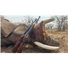 Image 2 : Botswana Elephant hunt with Signature Adventures for 2026