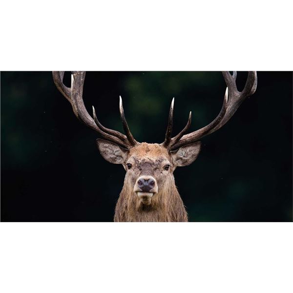 Giuseppe & Curro Carrizosa - 3 Day Iberian Red Stag Hunt in Spain