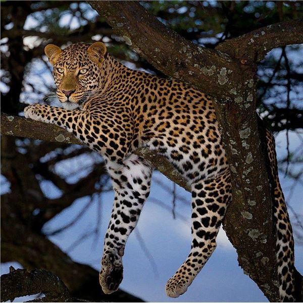 HJW HUNTING - 14 Day Namibian Leopard Hunt for 1 Hunter and 1 Observer