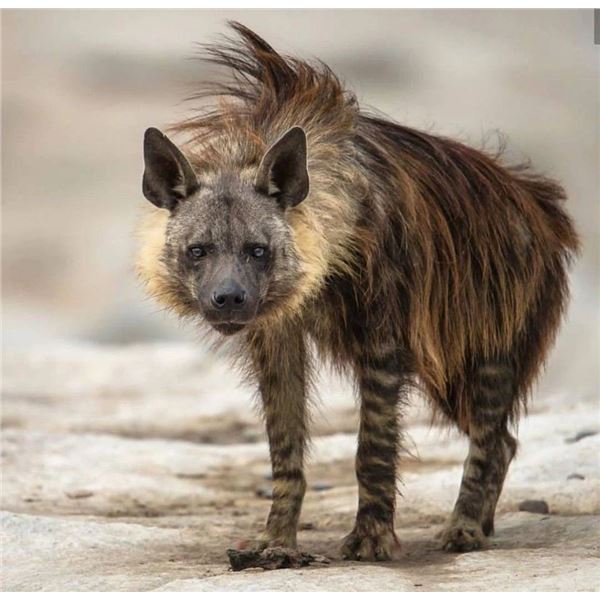 NOOITGEDACHT SAFARIS - South African Brown Hyena Hunt
