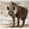 Image 1 : NOOITGEDACHT SAFARIS - South African Brown Hyena Hunt