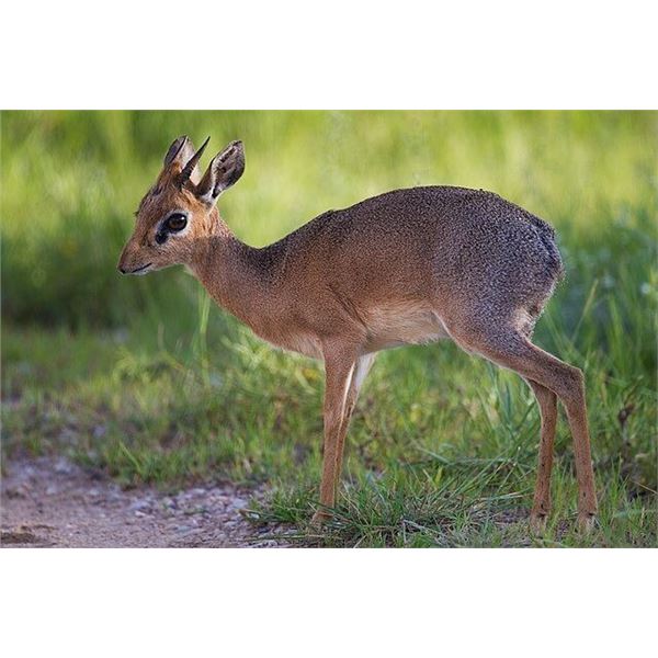 HJW HUNTING - Namibian Tiny 10 Hunt