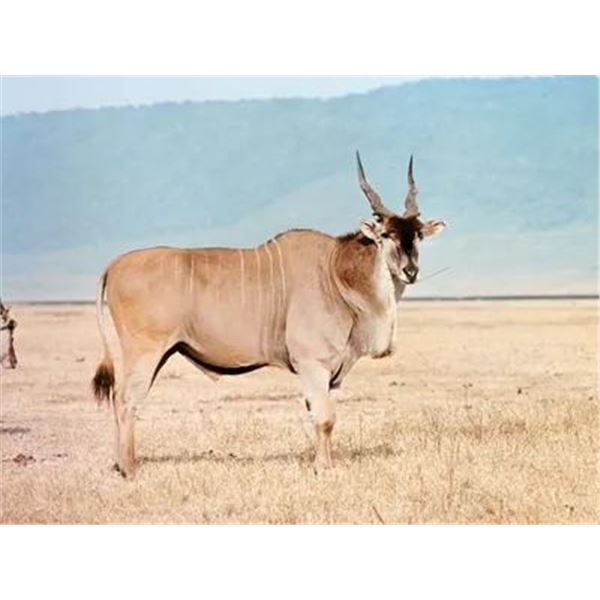 HJW HUNTING - Two on One Namibian Plains Game Hunt