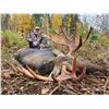Image 3 : British Columbia Moose Hunt with Primitive Outfitting