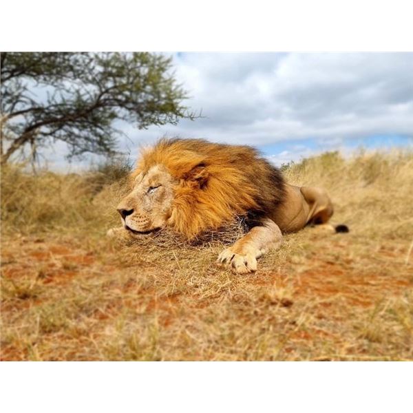 SIGNATURE ADVENTURES - South African Lion Hunt