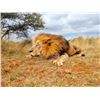 Image 1 : SIGNATURE ADVENTURES - South African Lion Hunt