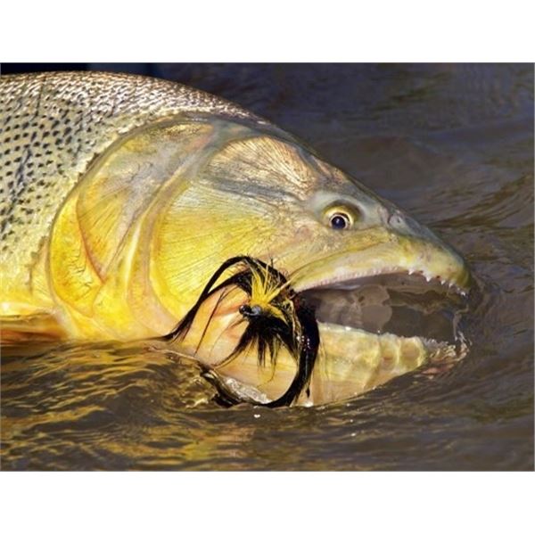 Argentina Free Range Hunt and Golden Dorado Fishing with Catena Safaris
