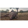 Image 3 : 10-Day South African Cape Buffalo Cow Safari for One Hunter and One Observer