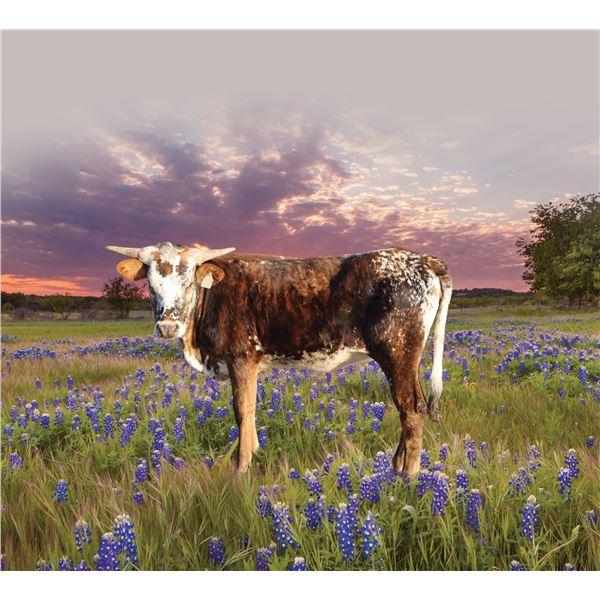 Silver Shades of Beauty