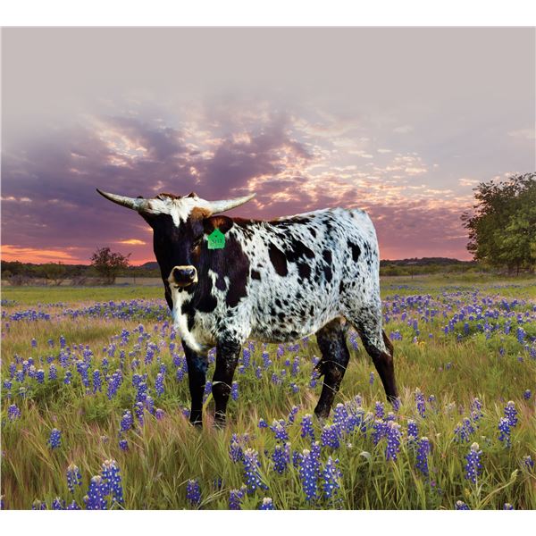 GLR REBEL JUBILEE GAL